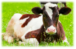 Calf 2