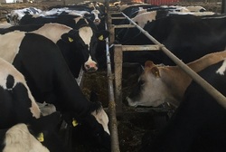 Cows feeding