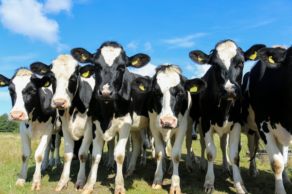 Curious cows