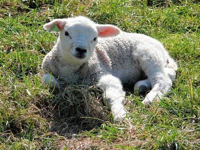 lamb-921420_640