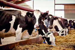 Farmers should be making the most of home grown forages