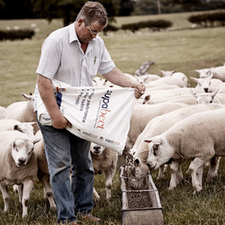 Paul Slater feeding Supabeet to his Beltex x shearling rams.
