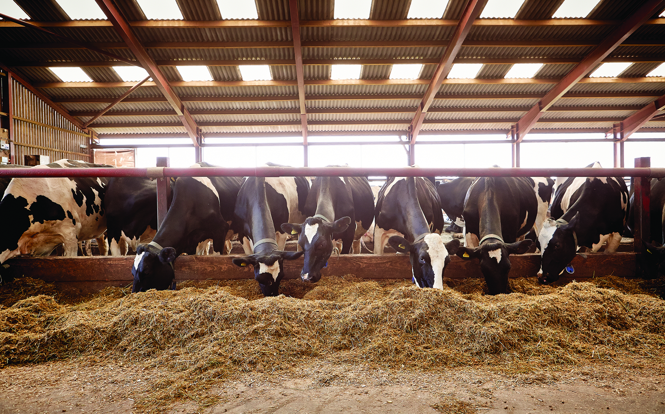 The inclusion of LactoBoost in a TMR will help stimulate intakes through improving palatability.