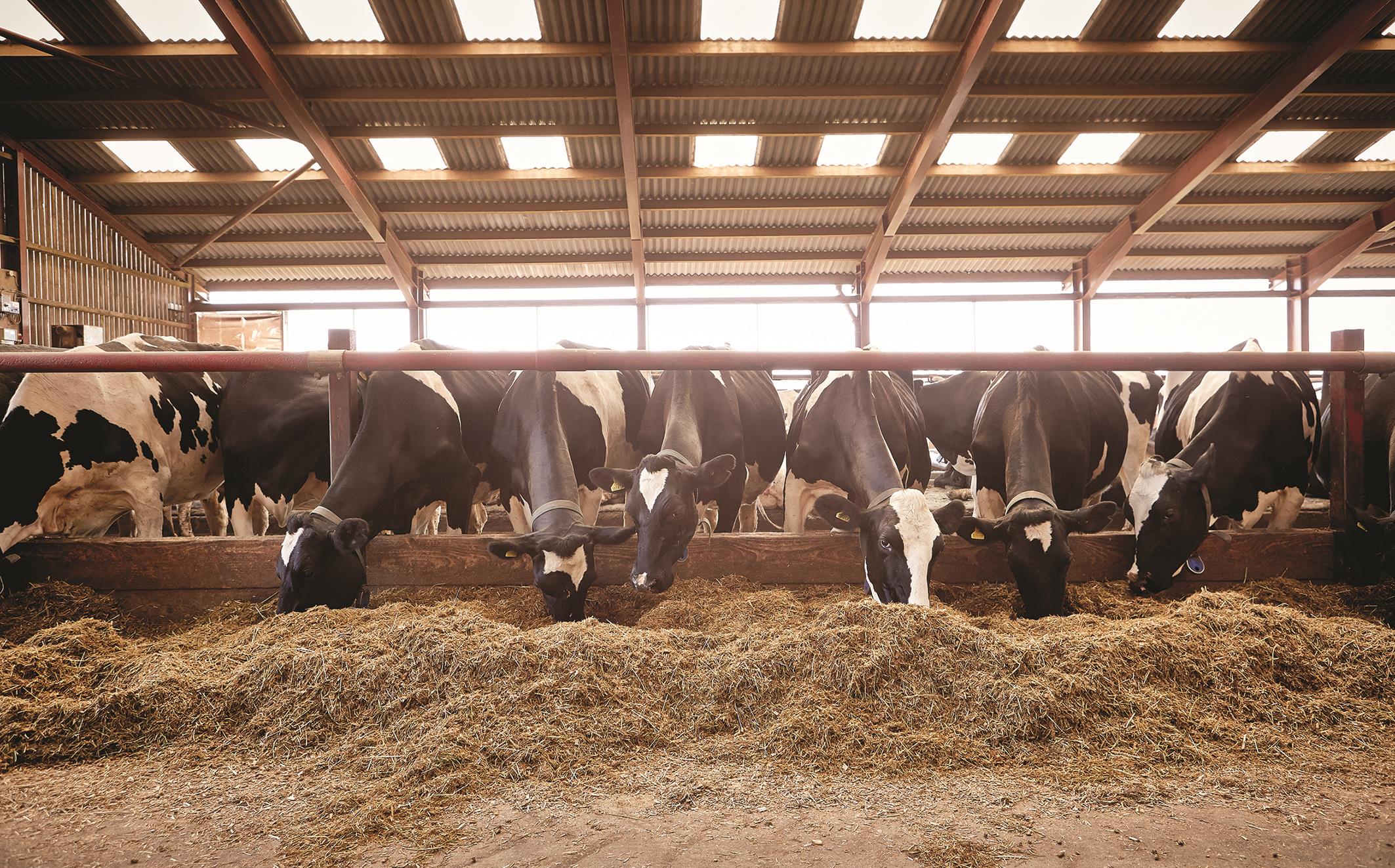 Wheat distillers are an ideal complement to a TMR dairy diet