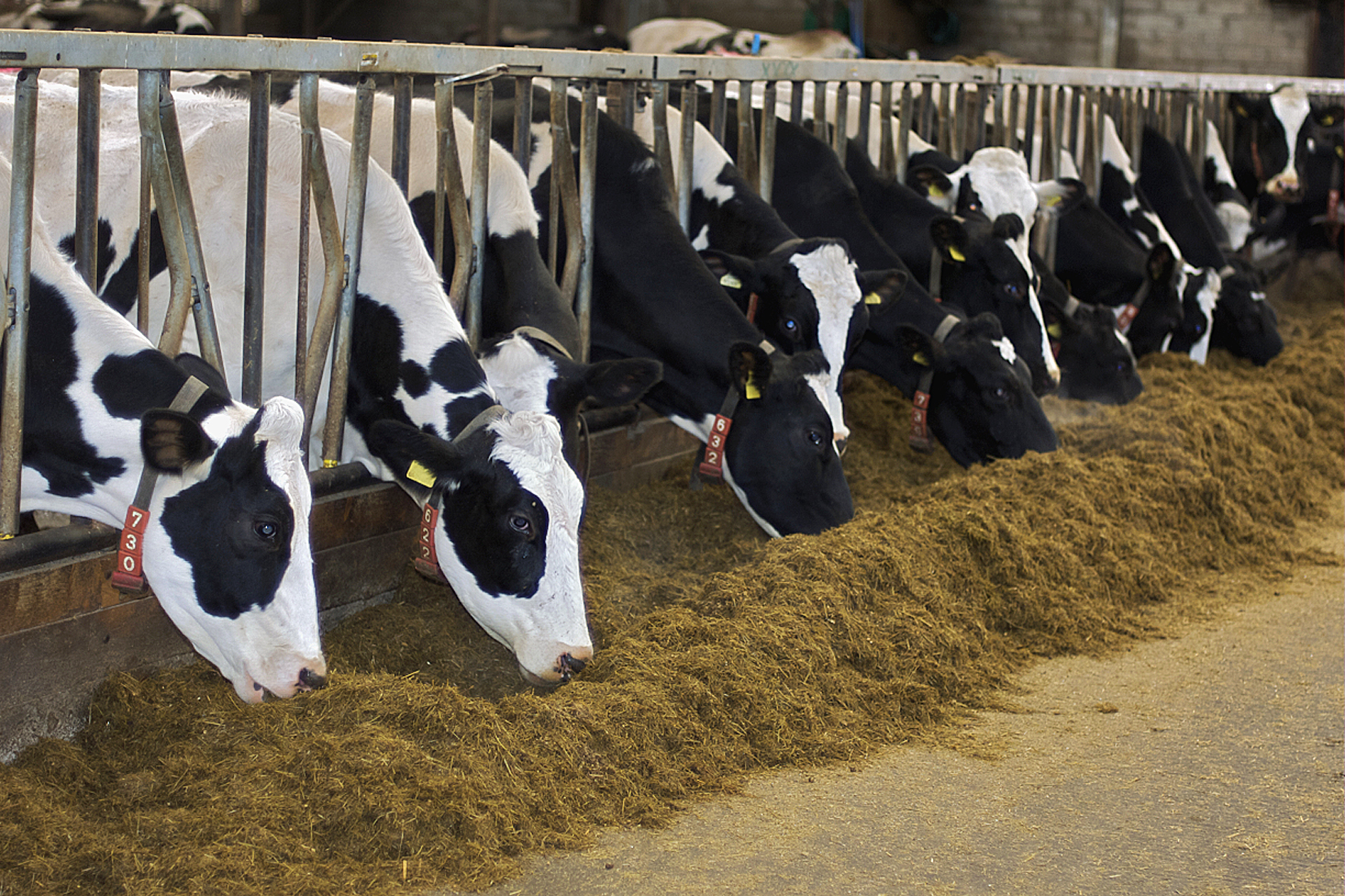 Dairy Cow