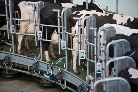 milking