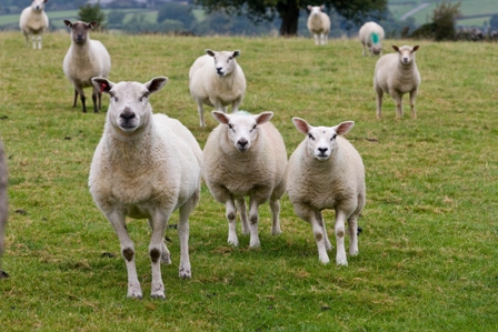 store lambs